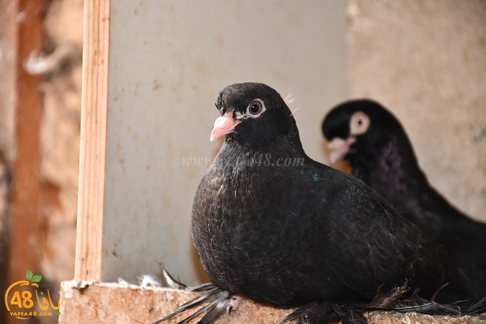 zohdi 3ashoor (32).jpeg